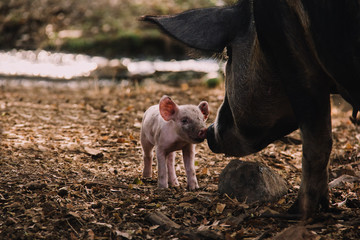 Cerdo bebé caminando en la granja