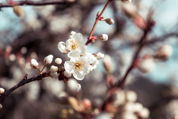 Beautiful and colorful image of flowers sprouting from the branches. Spring Announcement. Almond Blossom Season