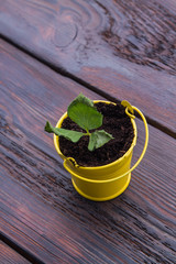 Growing plant in a yellow bucket pot. Wooden background.