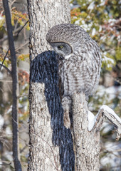 great gray owl hunting from tree