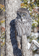 great gray owl hunting from tree