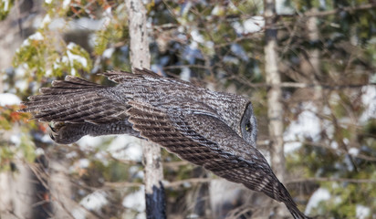 great gray owl hunting from tree