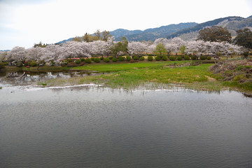 都城観音池公園の桜	