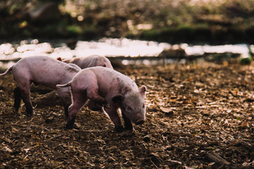Cerdo bebé caminando en la granja