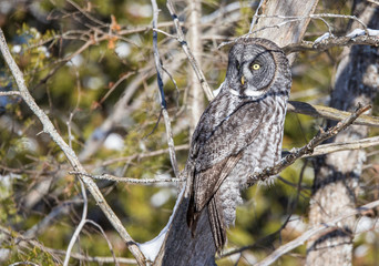 great gray owl hunting from tree