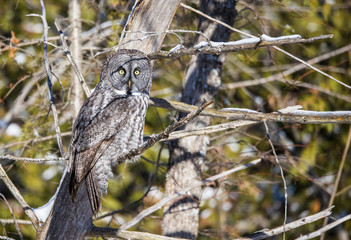great gray owl hunting from tree