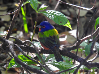 Brightly Colored Bunting Perched on a Branch
