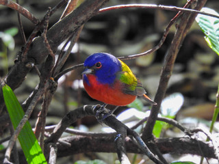 Brightly Colored Bunting Perched on a Twig
