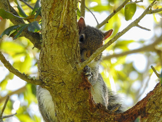 Brown Squirrel Hiding in a Tree
