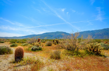 Cactus in Anza-Borrego Desert State Park, California. - 315220293