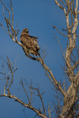 red tailed hawk hunting