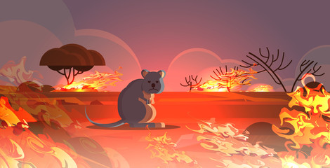 numbat escaping from fires in australia animals dying in wildfire bushfire natural disaster concept intense orange flames horizontal vector illustration