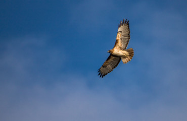 red tailed hawk hunting