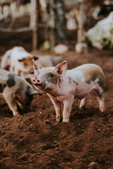 Cerdo beb&eacute; caminando en la granja