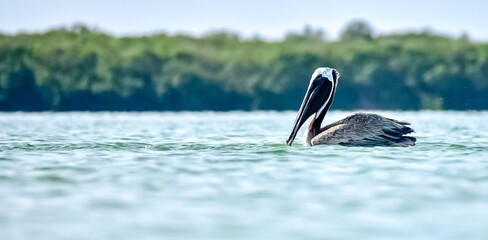 pelican © Rich