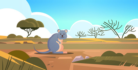 Obraz na płótnie Canvas quokka enjoying the sun in australia desert australian wild animal wildlife fauna concept landscape background horizontal vector illustration