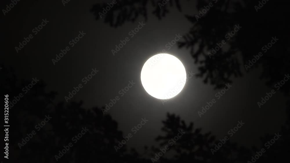 Wall mural fast fog passing moon through windy trees