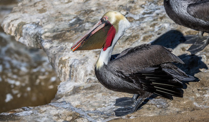 large pelican in ocean