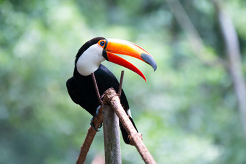 Tucano bico amarelo © JUNAVESS
