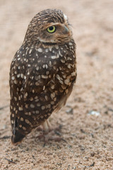 Coruja buraqueira