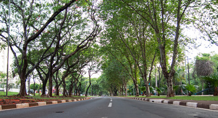 Fototapeta premium Rua arborizada