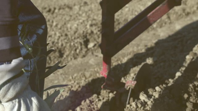 Closeup of woker planting olive tress seedlings in a super high density farming of olive trees using a tractor. Slow motion. Shot in 6k.