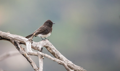 black flycatcher Phoebe on tree branch