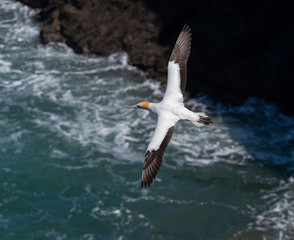 Soaring Southern Gannet (Takapu) 