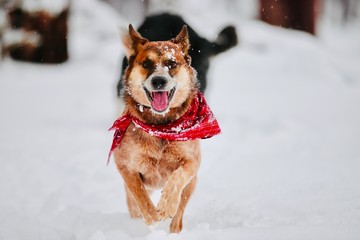 Cattle Dog Snow
