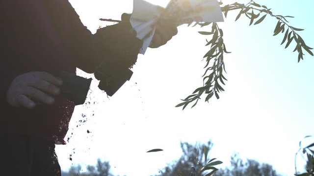 Backlit of worker farmer preparing the little olive trees seedlings for planting them in an orchard. Farming. Super high density olive orchard. Shot in 6k. Slow motion,