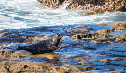 elephant seal in harbor