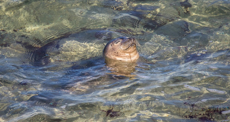 elephant seal in harbor
