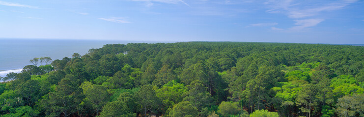 Fototapeta na wymiar Native trees at Hunter Island near Hilton Head, South Carolina