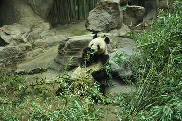 Beijing zoo panda