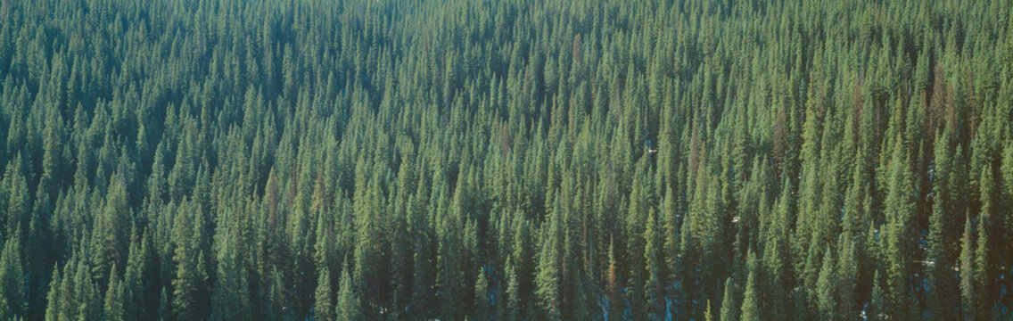 Forest of Pine Trees, Colorado