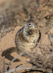 ground squirrel in desert