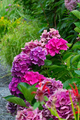 Fototapeta premium Summer Hydrangeas in the Garden