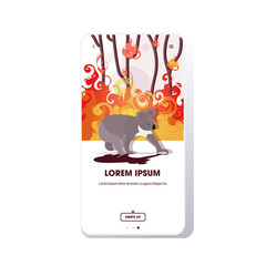 koala escaping from forest fires in australia animals dying in wildfire bushfire natural disaster concept intense orange flames smartphone screen online mobile app vector illustration © mast3r