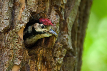Obraz premium Young great spotted woodpecker on the nest in the willow forest