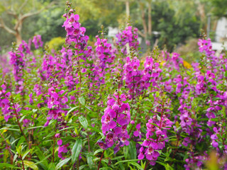 purple flowers in the garden