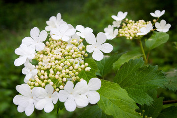 The flower of Viburnum lantana, the wayfarer or wayfaring tree,