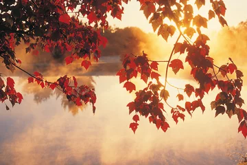 Zelfklevend Fotobehang Sunrise Through Autumn Leaves, New England © spiritofamerica