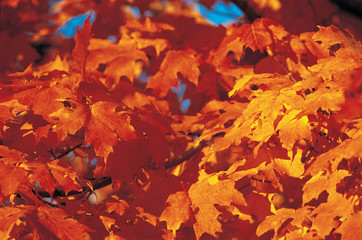 Sunrise Through Autumn Leaves, New England