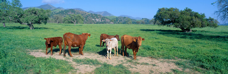 Naklejka premium Cattle grazing, Santa Ynez Valley, California