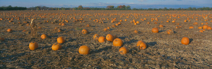 Pumpkin Patch, Dutchess County, New York