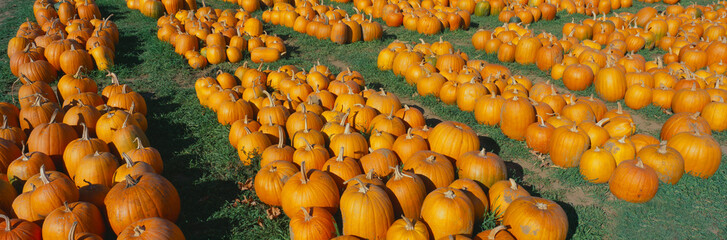 Halloween pumpkins, Dutchess County, New York