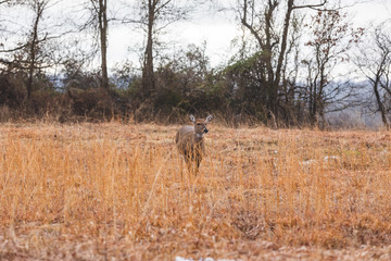 Deer grazing in field with woods in background