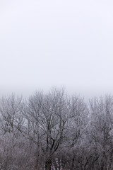 Winter trees with white gradient background for text