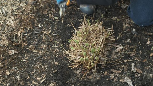 Cleaning Garden in Spring with Pruner, Fern, Finish, Top View, 4k