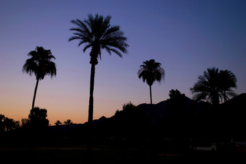 Palms at Dawn